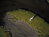 Buy A mother llama and baby on a grassy finger of land near Lake Chungara at AllPosters.com