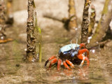 A fiddler crab among the spike-like roots of Sonneratia mangroves