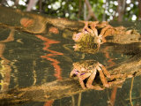 A crab forages on a red mangrove root
