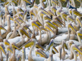 Pelicans gather to feed on fish trapped in river drying pools