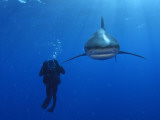 Buy An oceanic whitetip shark swims past a diver at AllPosters.com