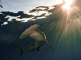 A great hammerhead shark