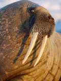 Buy An Atlantic walrus living on the pack ice in Foxe Basin at AllPosters.com