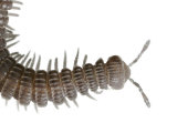 A species of millipede lives underground in eternal darkness