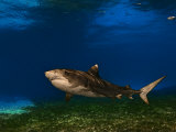 A tiger shark swimming over a turtle grass habitat