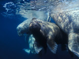 Buy A walrus calf surrounded by adult walruses at AllPosters.com