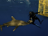 An oceanic whitetip shark swims near a scientist