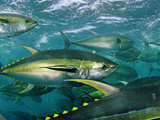 Buy Yellowfin tuna are cage-fed to improve the quality of their meat at AllPosters.com