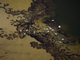Buy Andean flamingos wade in a shallow pool within the Atacama salt basin at AllPosters.com