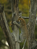 Buy A young leopard practices her hunting skills on quick squirrels at AllPosters.com