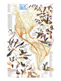 Buy Bird Migration In The Americas Map 1979 at AllPosters.com