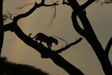 A female leopard stalking for prey