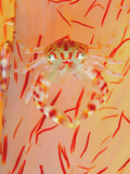A porcelain crab blends with a soft coral's striations
