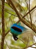 A male blue bird of paradise performing inverted practice display