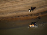 Buy Dogs run along the shore of the Orinoco River east of Ciudad Guayana at AllPosters.com