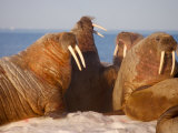 Buy Atlantic walruses living on the pack ice in Foxe Basin at AllPosters.com