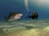 Buy A female diver swims with tiger sharks and a remora at AllPosters.com
