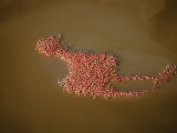 Flamingos align in formation in a lagoon along the Gulf of Mexico