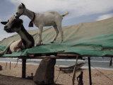 Goats in a beach settlement