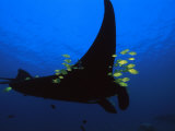A manta ray with yellow striped jacks