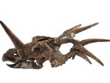 The spiked skull of a Styracosaurus