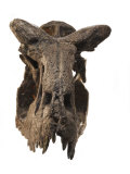 The skull of a Carnotaurus
