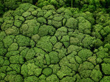 Buy Borneo supports at least 15,000 known species of plants at AllPosters.com