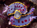 Buy Mating behavior of hyselodoris bennetti nudibranchs at AllPosters.com