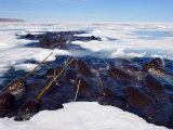Buy Narwhals are resting in a hole in the sea ice at AllPosters.com