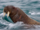 Buy A young walrus returning from feeding on clams at AllPosters.com
