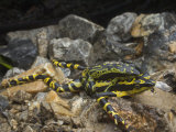 A live male harlequin frog mating with a dead female
