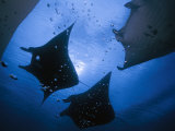 Buy Manta rays over Manta Point at AllPosters.com