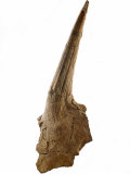 A shoulder spike from a Tuojiangosaurus