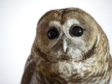 A threatened Mexican spotted owl