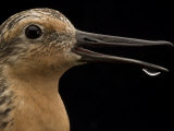 Close view of a red knot sandpiper