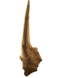 A shoulder spike from a Tuojiangosaurus