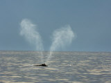 The unique and disinstinctive v-shaped blow of a right whale