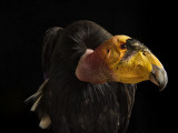 A captive endangered California condor at the Phoenix Zoo