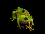 A pair of endangered lemur leaf frogs