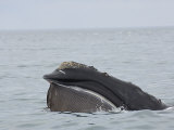 A North Atlantic right whale trawls with open mouth along the surface