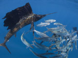Buy Sailfish hunt sardines using their bills and sails to corner the fish at AllPosters.com