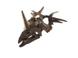 The spiked skull of a Styracosaurus