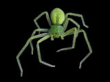 Close up of a giant crab spider