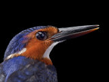 A white-bellied kingfisher