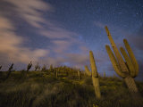 Saguaro cactuses reach toward the stars in an Arizona desert