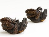 A pair of Gordon's mossy frogs in defensive positions