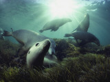Buy Australian sea lions swim in the waters of the Great Australian Bight at AllPosters.com
