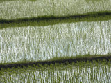 Buy Newly planted rice fields on the road to Tome at AllPosters.com