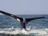 The tail of a right whale showing white entanglement scars