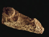 Skull of a Guanlong wucaii, the earliest known tyrannosaur